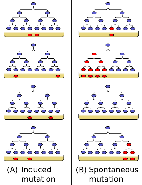 Diagrama del experimento Luria-Delbrück