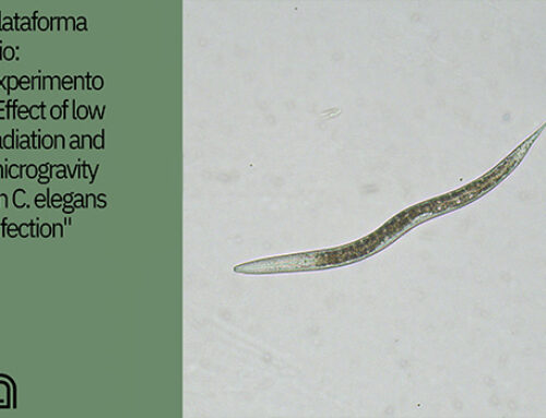 Plataforma Bio: experimento “Effect of low radiation and microgravity on C.elegans infection”